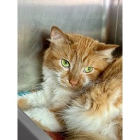 adopt-pet