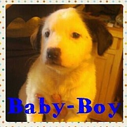Thumbnail photo of Snoopy (Baby Boy) #1