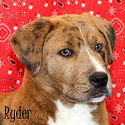 Thumbnail photo of Ryder~adopted! #4