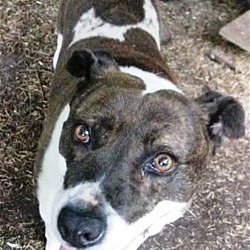 Photo of Ellie May *Adopt or Foster*