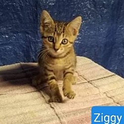 Thumbnail photo of Ziggy #2