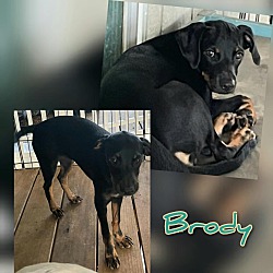 Thumbnail photo of Brody #2