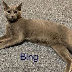 Thumbnail photo of Bing #3