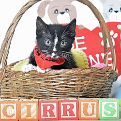 Photo of Cirrus