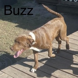 Photo of Buzz
