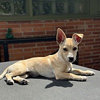 adopt a pet