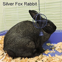 Thumbnail photo of Silver Fox #2