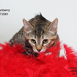 Thumbnail photo of Cranberry  (Foster Care) #3