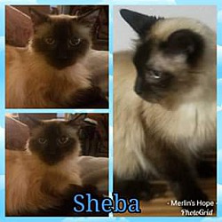 Thumbnail photo of Sheba #4