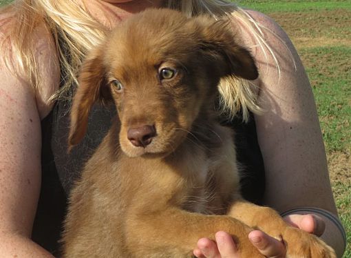 Salem Nh Golden Retriever Meet Brad A Pet For Adoption