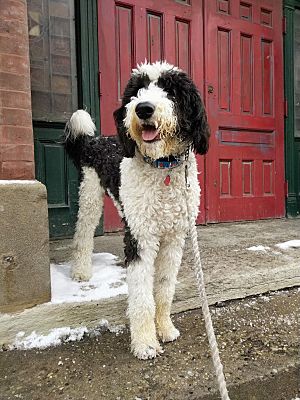 Sheepadoodle adoption on sale
