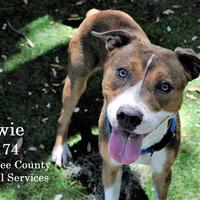 Manatee County Animal Services in Palmetto, Florida