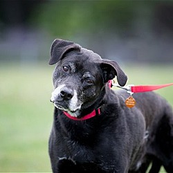 Photo of Dodger