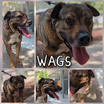 Photo of Wags