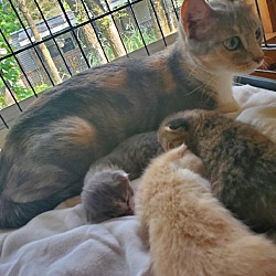 Photo of Ammi   (And her 4 tiny kittens