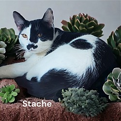 Thumbnail photo of Stache #2