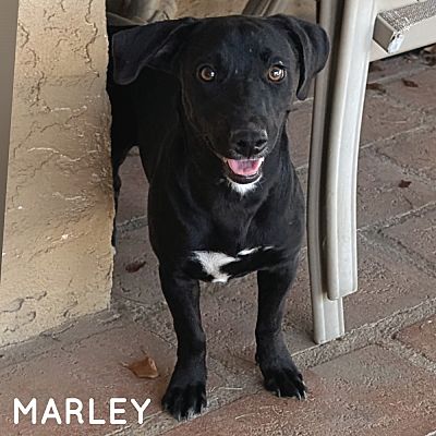 Mesa, AZ - Dachshund. Meet MARLEY a Pet for Adoption - AdoptaPet.com