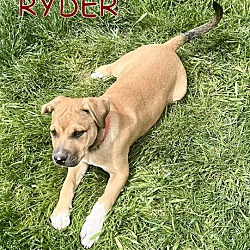 Photo of RYDER