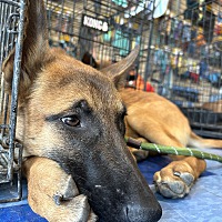 adopt a pet