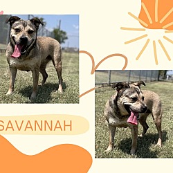 Thumbnail photo of Savannah #3