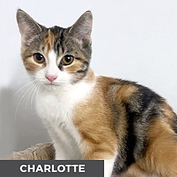 Thumbnail photo of Charlotte #2