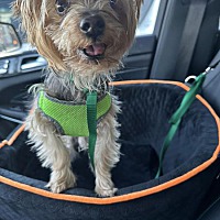 adopt a pet