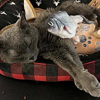 adopt a pet