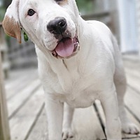 adopt a pet