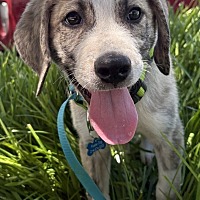 adopt a pet