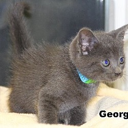 Thumbnail photo of George #1