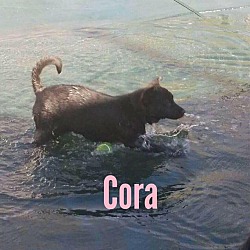 Thumbnail photo of Cora #1