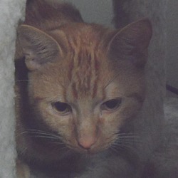 Thumbnail photo of JUNIOR IS DESPERATE FOR A HOME #2