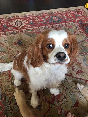 cavalier king charles spaniel puppies for adoption near me