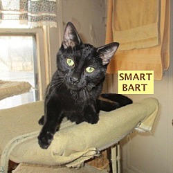 Thumbnail photo of Smart Bart-adopted 2-20-20 #1