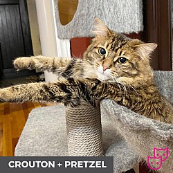 Thumbnail photo of Crouton (bonded with Pretzel) #2
