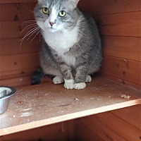 adopt a pet