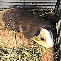 Photo of Guinea Pigs