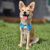 adopt-pet