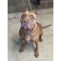 BREAKFAST IN PARIS - American Pit Bull Terrier available for adoption