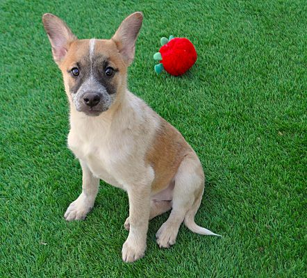 Apache Junction, AZ - Labrador Retriever/Canaan Dog. Meet Crimson a Pet ...