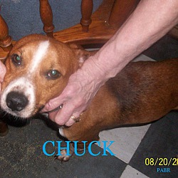 Photo of CHUCK