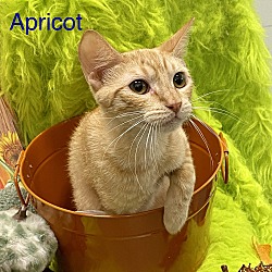Thumbnail photo of Apricot #2