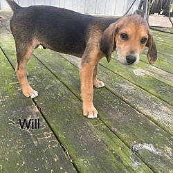 Available pets at Colonial Capital Humane Society in New Bern NC