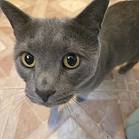 adopt a pet