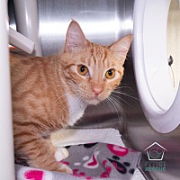 adopt a pet