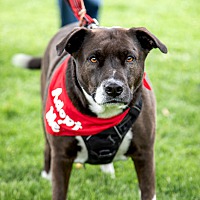 adopt-pet