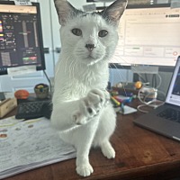 adopt a pet