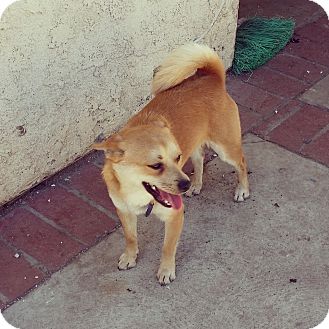 Sylmar Ca Chihuahua Meet Milo A Pet For Adoption
