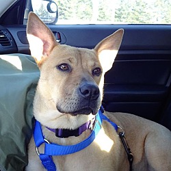 Thumbnail photo of Skylar (fostered in Maine) #1
