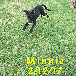 Thumbnail photo of Minnie #3